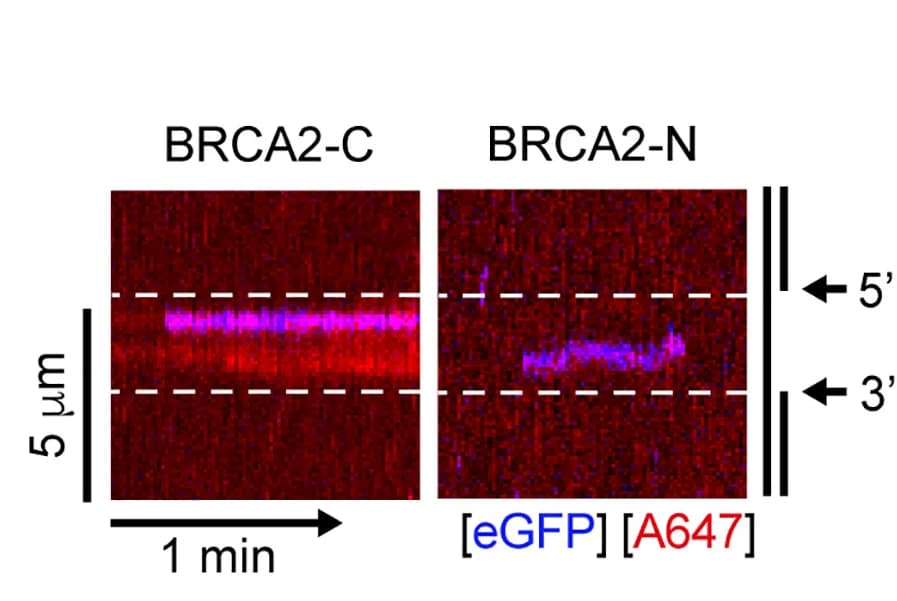 Open access visualization of Heatmap, Spectrogram, Kymograph, BRCA2-N, ssDNA