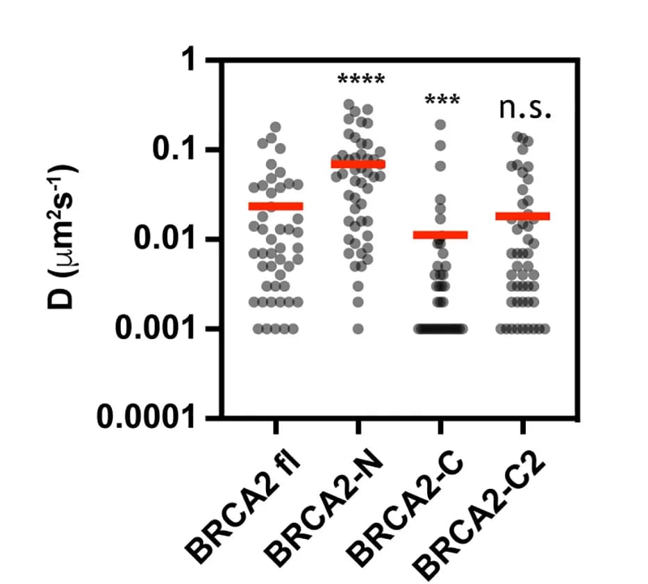 Open access visualization of Scatter Plot, Diffusion Coefficient, MSD Analysis, BRCA2, RAD51