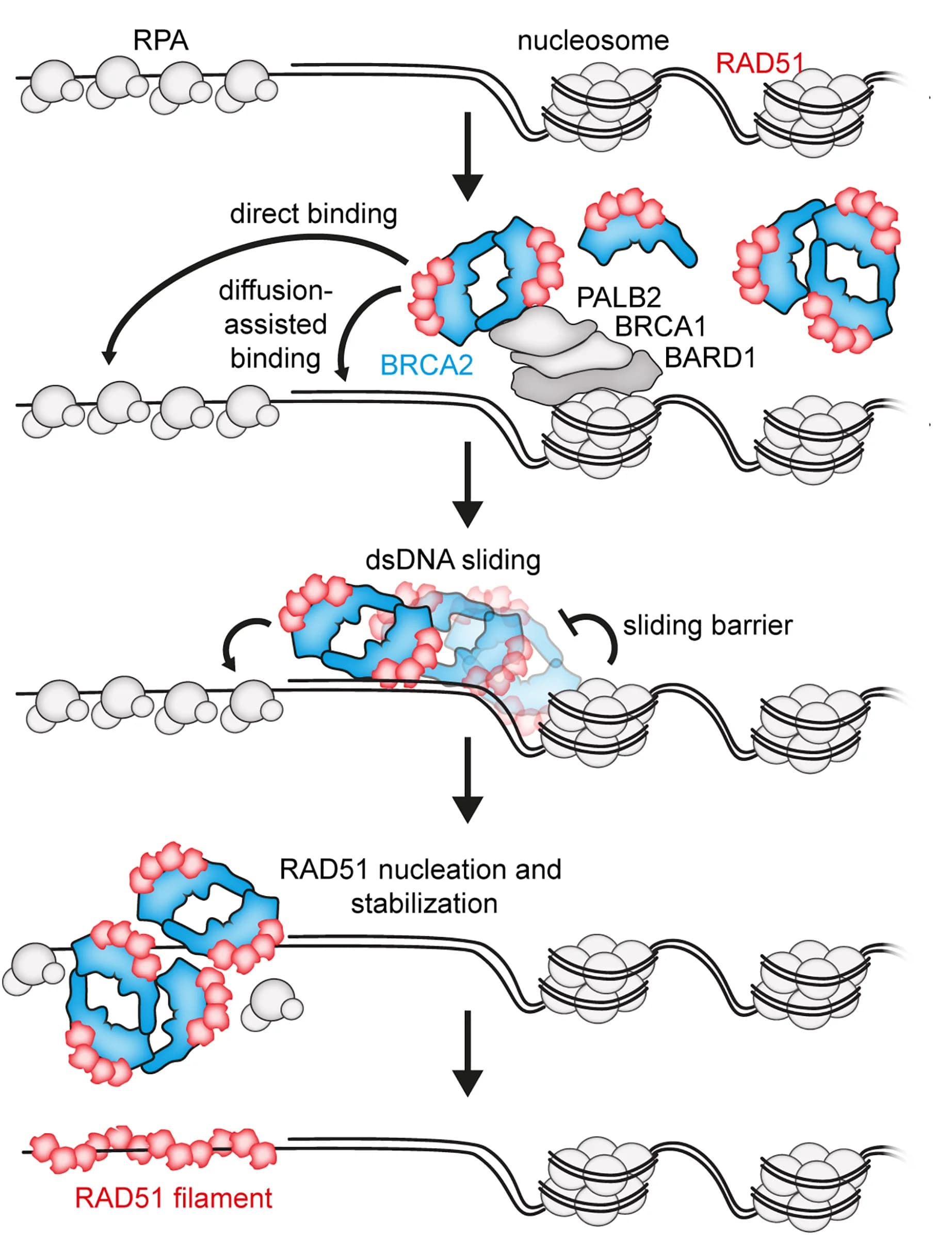 Open access visualization of Workflow, Illustration, BRCA2-RAD51 Complex, DSBs, RPA-coated ssDNA