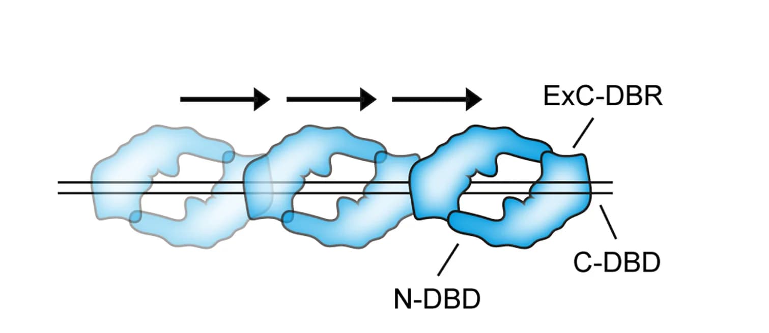 Open access visualization of Illustration, Workflow, BRCA2 Sliding, dsDNA, Central Channel