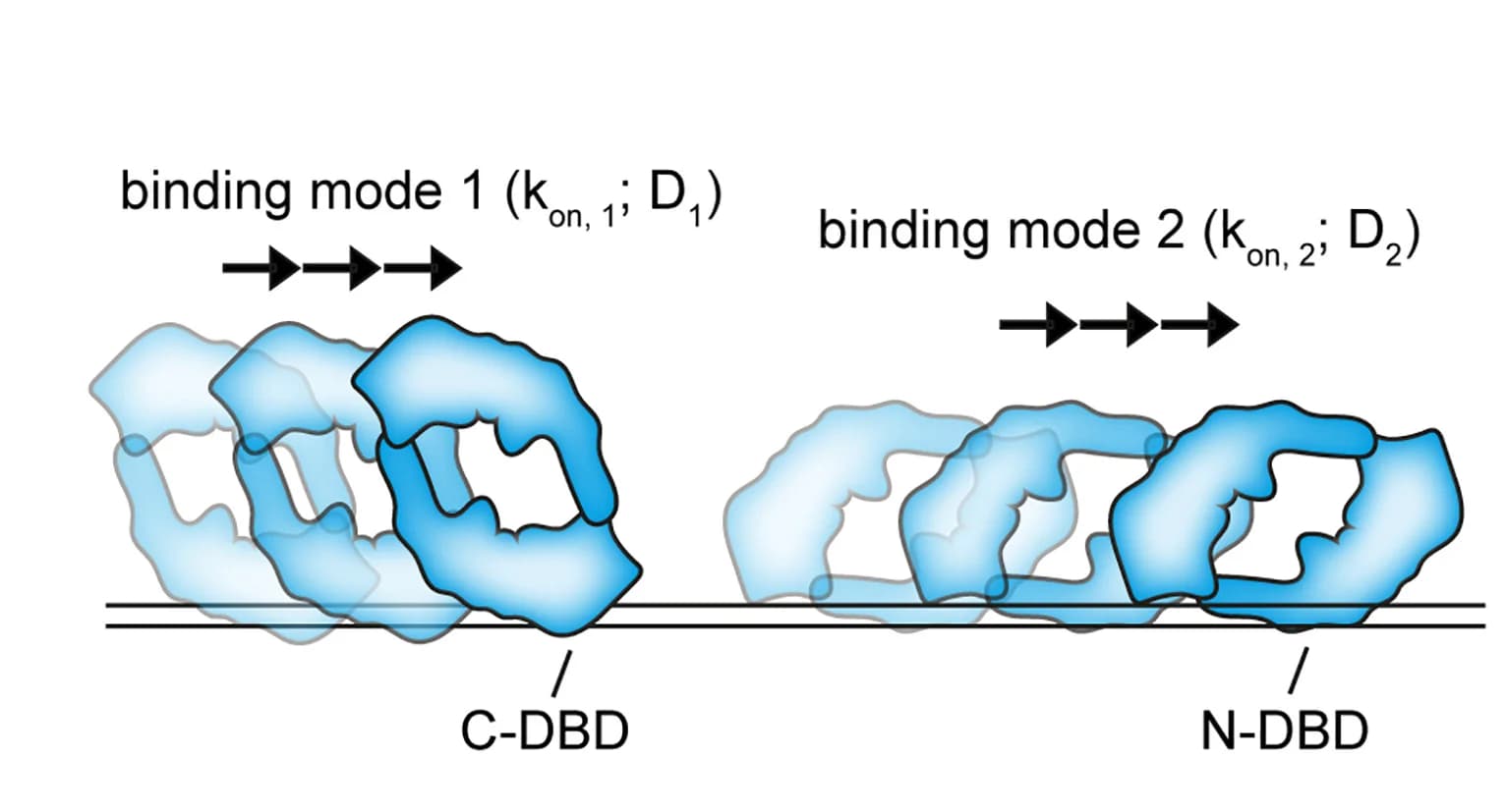 Open access visualization of Illustration, Workflow, BRCA2 Sliding, dsDNA, DNA-binding Modules