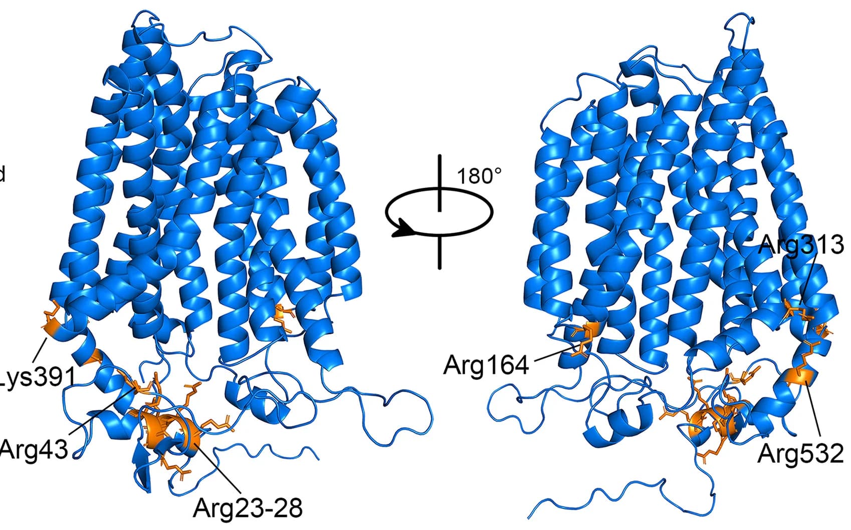 Open access visualization of Protein Structure, PI(4,5)P2, SPNS2, Binding Sites, Residues