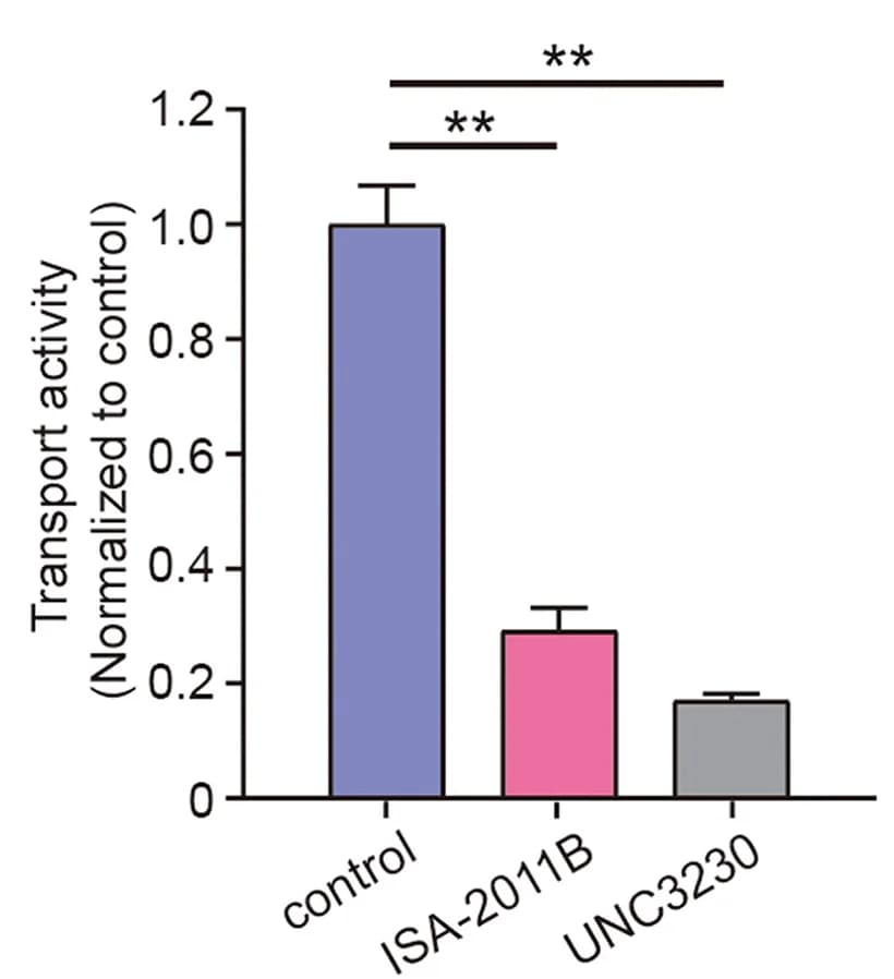 Open access visualization of Bar Plot, Error Bars, Extracellular S1P, SPNS2, HEK293T Cells