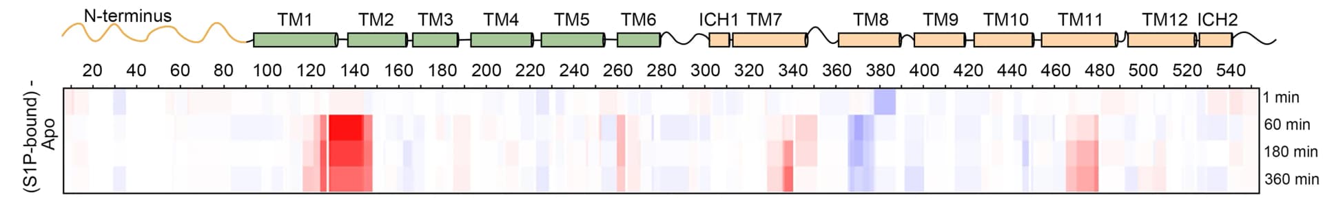 Open access visualization of Heatmap, S1P-bound SPNS2, apoSPNS2, ΔRFU