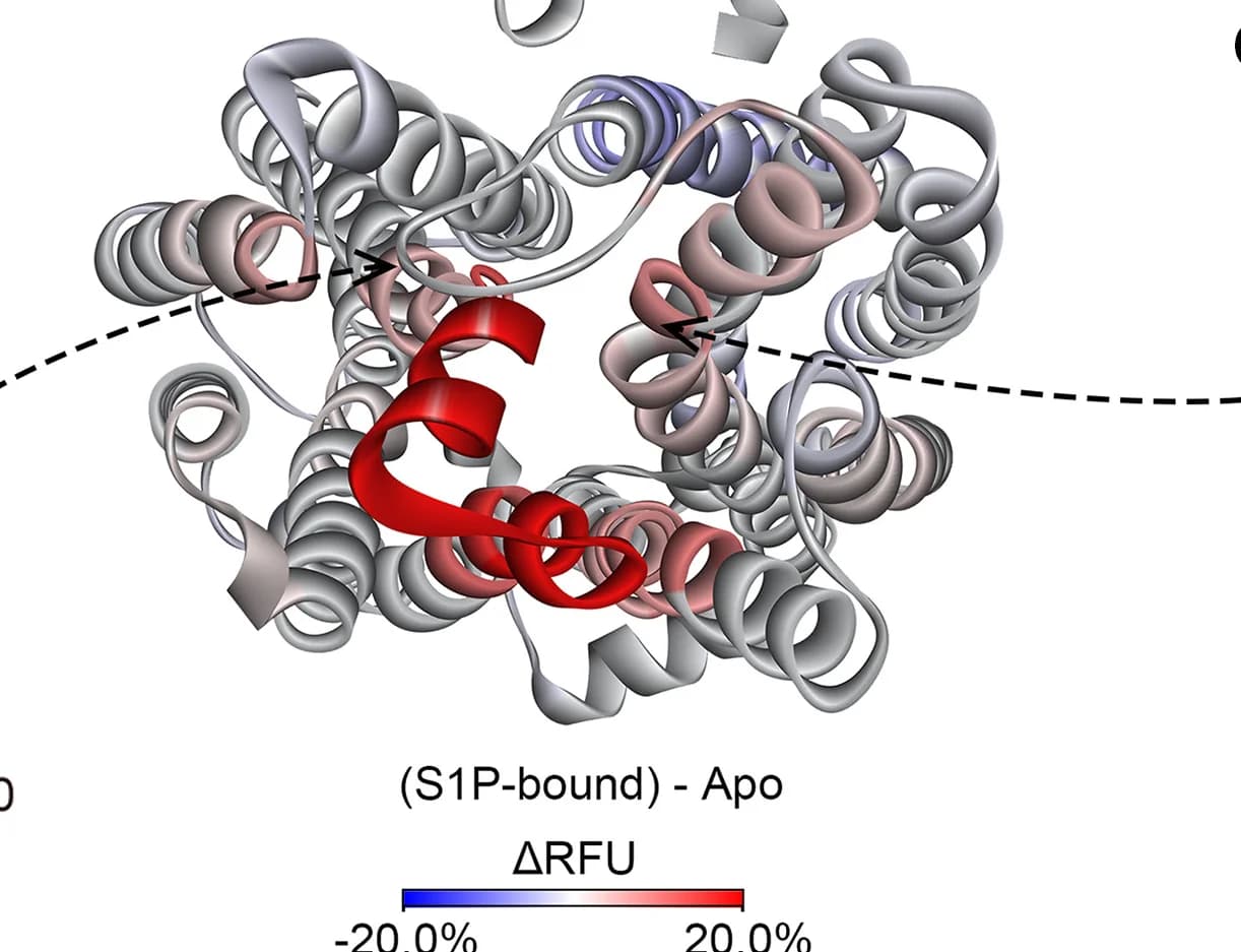 Open access visualization of Protein Structure, ΔRFU, S1P-bound SPNS2, apoSPNS2, SPNS2 Model