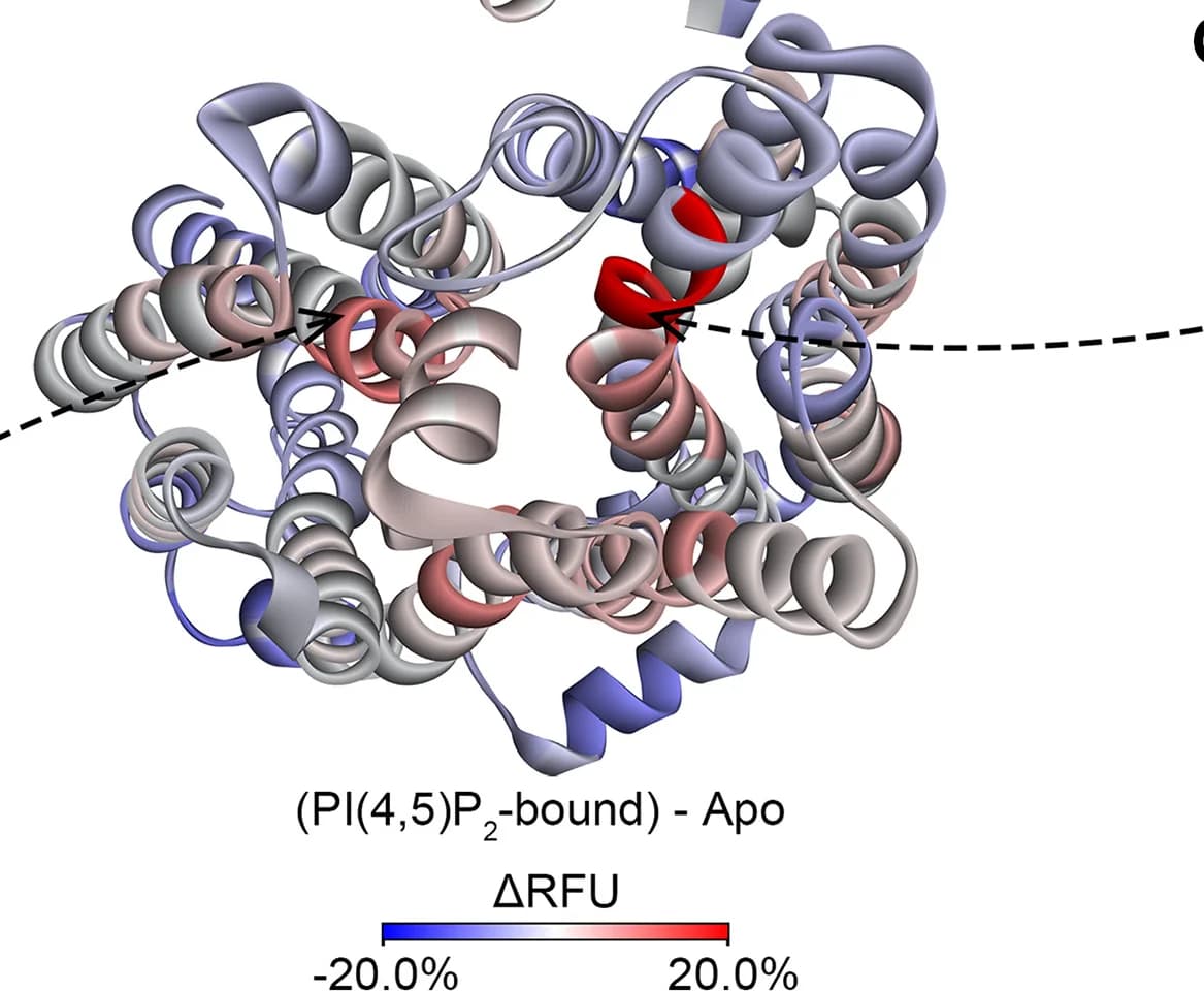 Open access visualization of Protein Structure, RFU, PI(4,5)P2-bound SPNS2, ApoSPNS2, SPNS2 Model