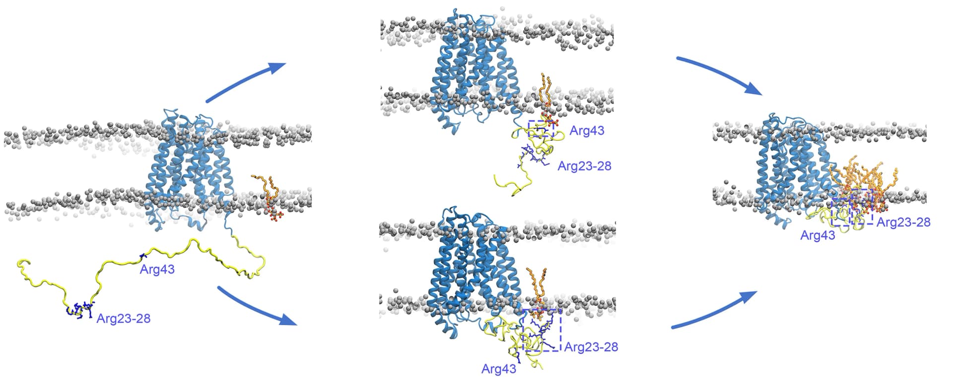 Open access visualization of Protein Structure, Workflow, CG Simulations, SPNS2, PI(4,5)P2-containing Phospholipid Bilayer