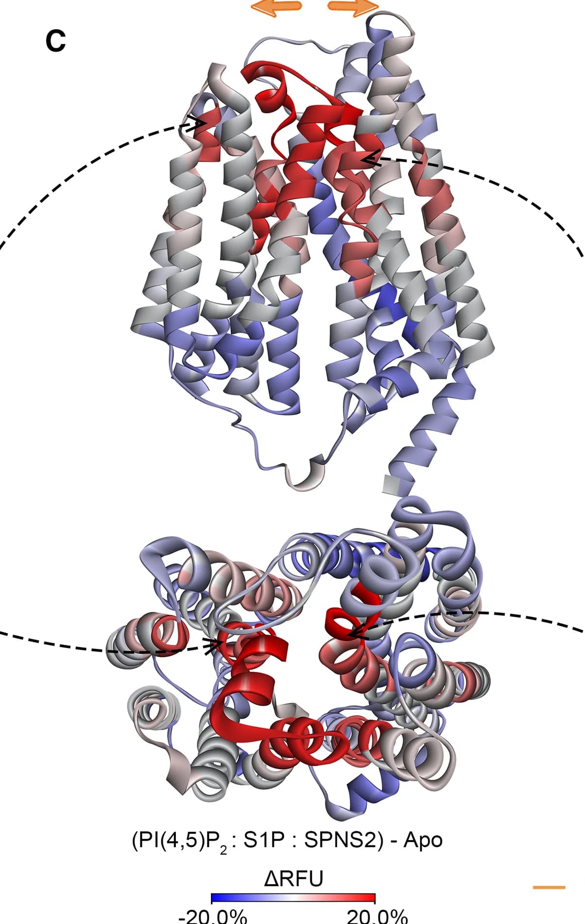 Open access visualization of Protein Structure, ΔRFU, PI(4,5)P2, S1P, SPNS2