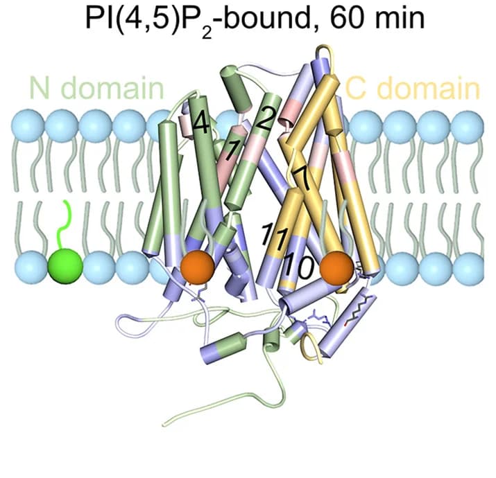 Open access visualization of Protein Structure, Chemical Structure, RFU, PI(4,5)P2, SPNS2
