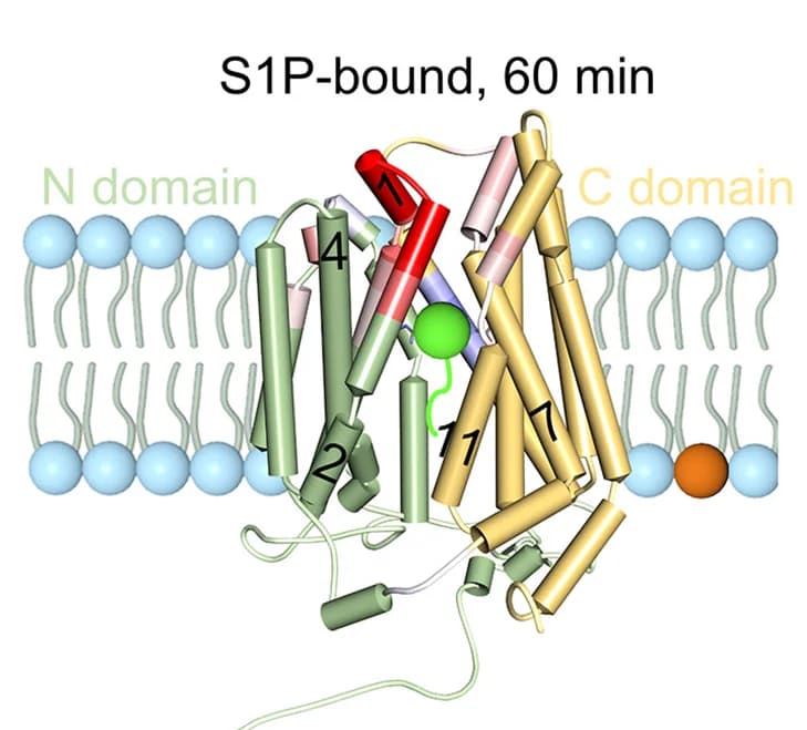 Open access visualization of Protein Structure, Chemical Structure, RFU, S1P, SPNS2