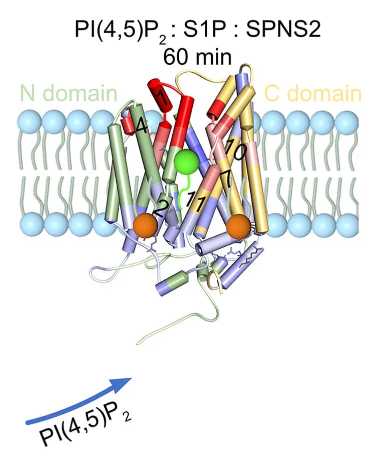 Open access visualization of Protein Structure, Chemical Structure, RFU, PI(4,5)P2, S1P