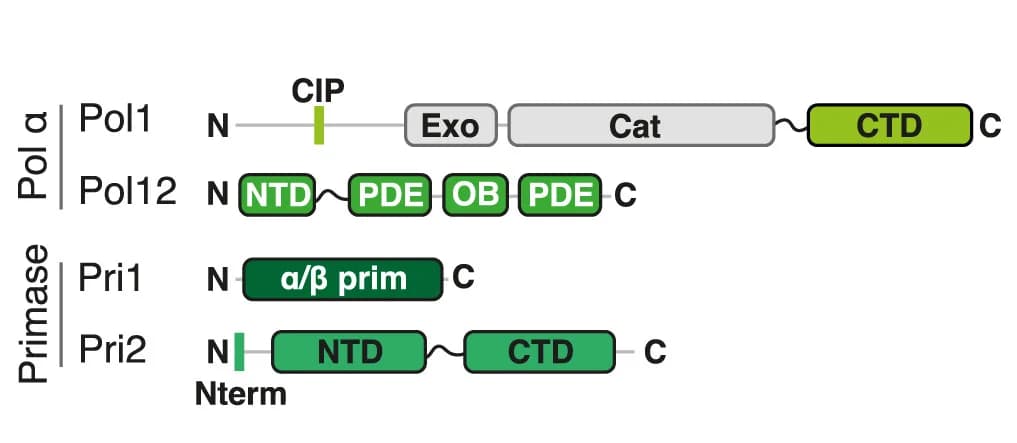 Open access visualization of Illustration, Domain Architecture, Yeast, Pol α-primase, Exonuclease Domain