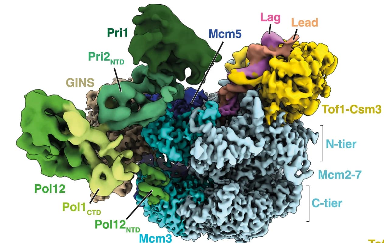 Open access visualization of Protein Structure, Cryo-EM Map, Yeast, Pol α-Primase, Replisome
