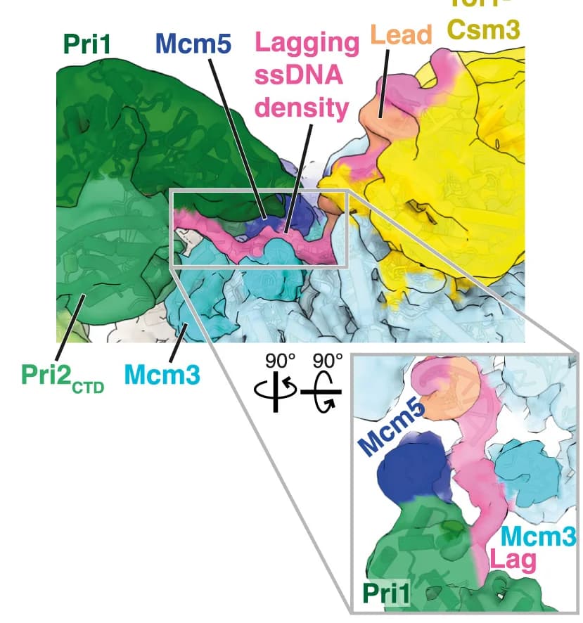 Open access visualization of Protein Structure, Cryo-EM Reconstruction, Lagging-Strand Template, ssDNA, dsDNA