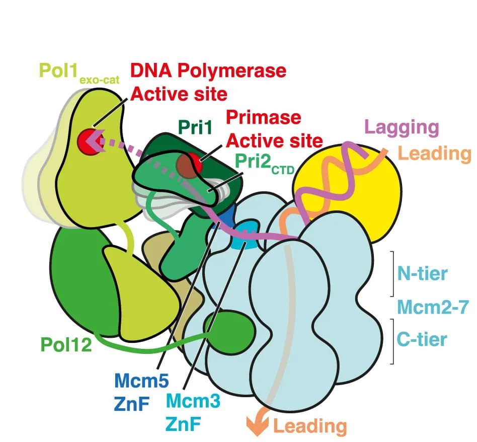 Open access visualization of Illustration, Workflow, Schematic, Pol α-Primase, Yeast