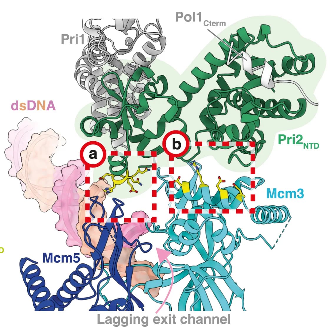 Open access visualization of Protein Structure, Chemical Structure, Atomic Model, Pri2NTD, Mcm5