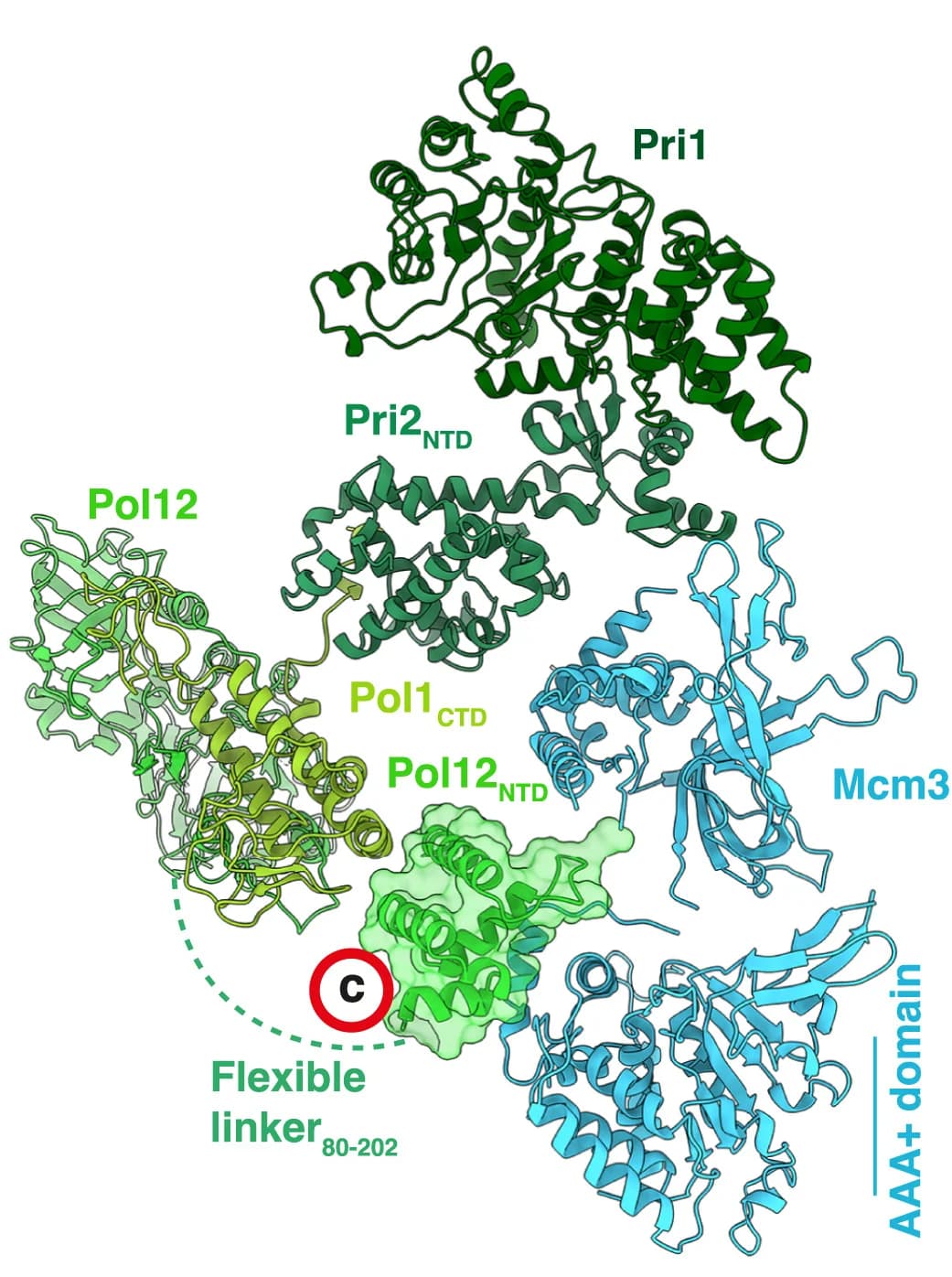 Open access visualization of Protein Structure, Atomic Model, Pol12NTD, Mcm3, AAA+ Domain