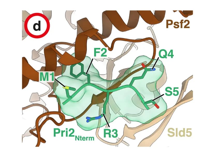 Open access visualization of Protein Structure, Atomic Model, Pri2Nterm, Psf2, GINS