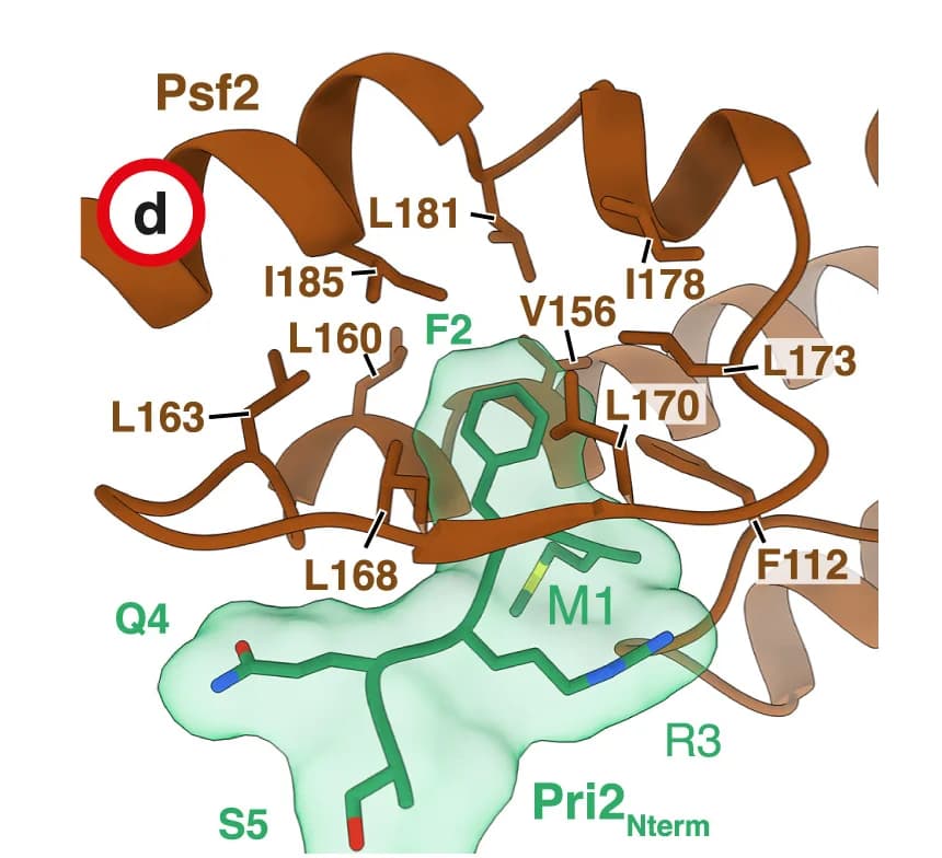 Open access visualization of Protein Structure, Atomic Model, Pri2-F2, Hydrophobic Pocket, Psf2