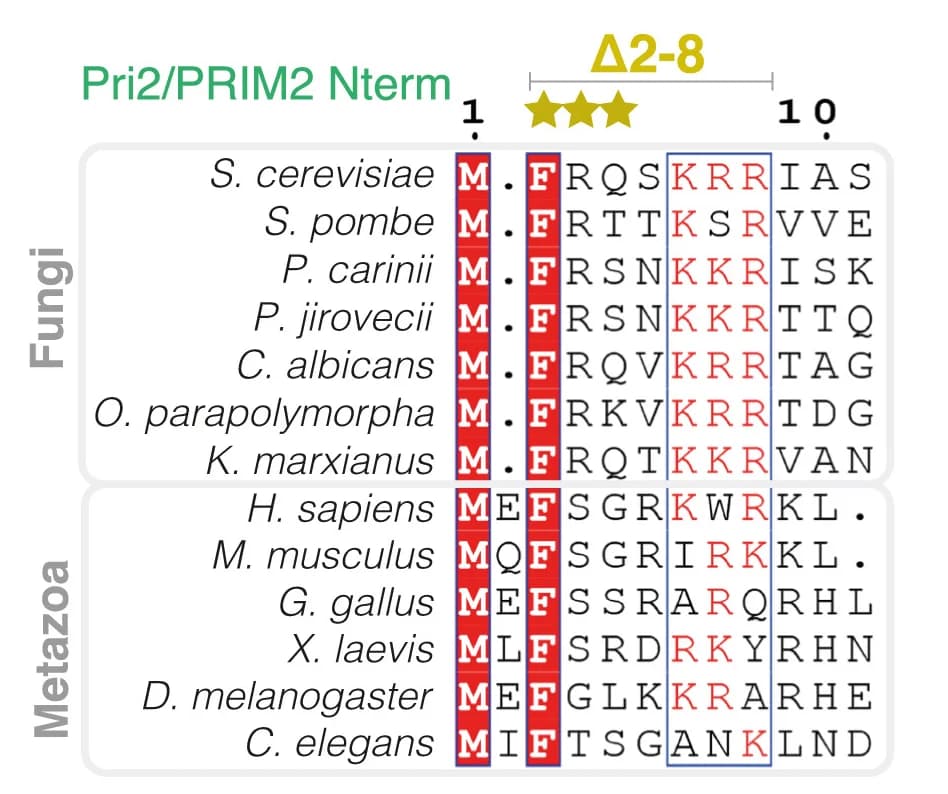 Open access visualization of Table Image, Sequence Alignment, Pri2Nterm, Residues, Psf2