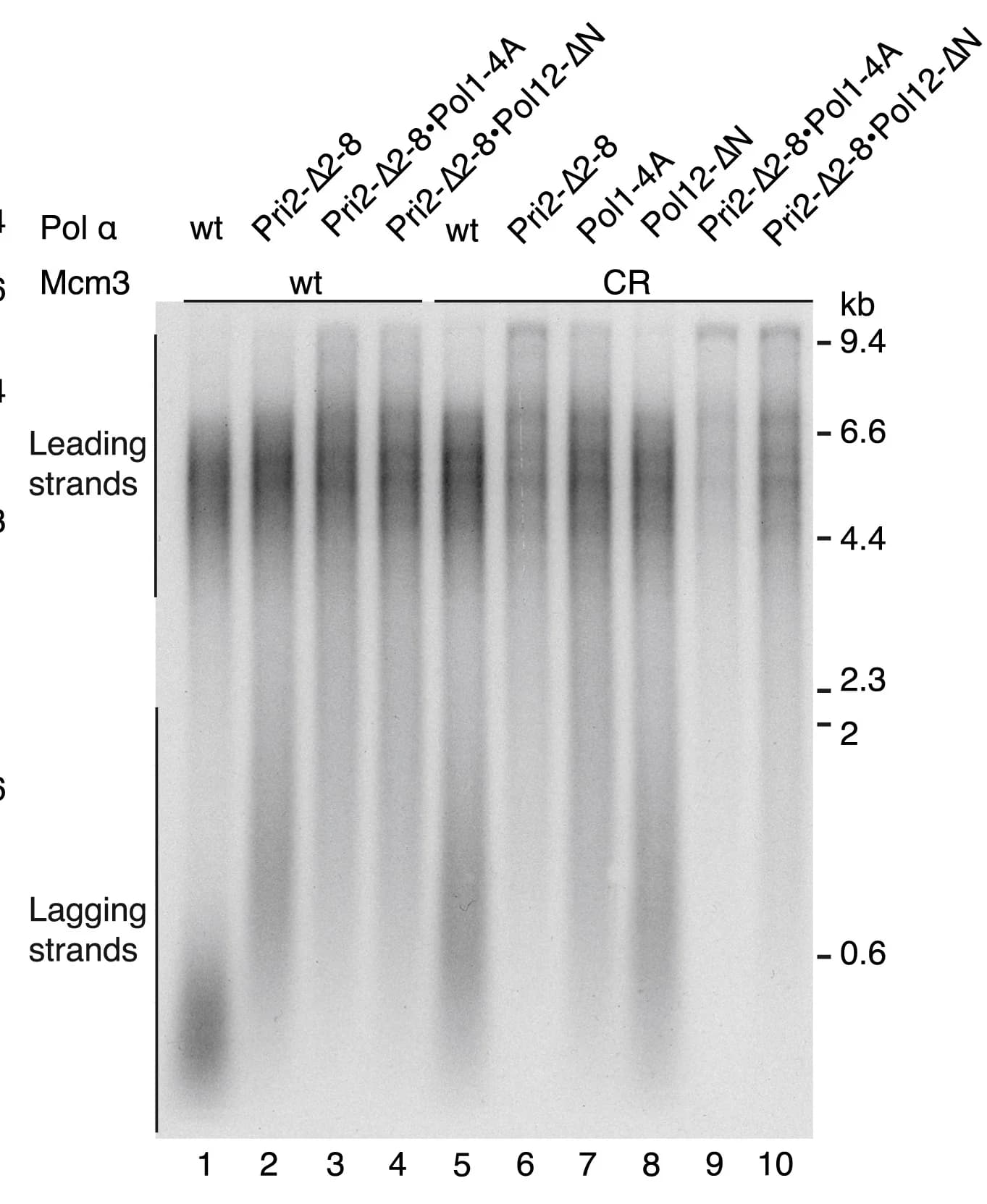 Open access visualization of Gel, Agarose gel analysis, DNA replication
