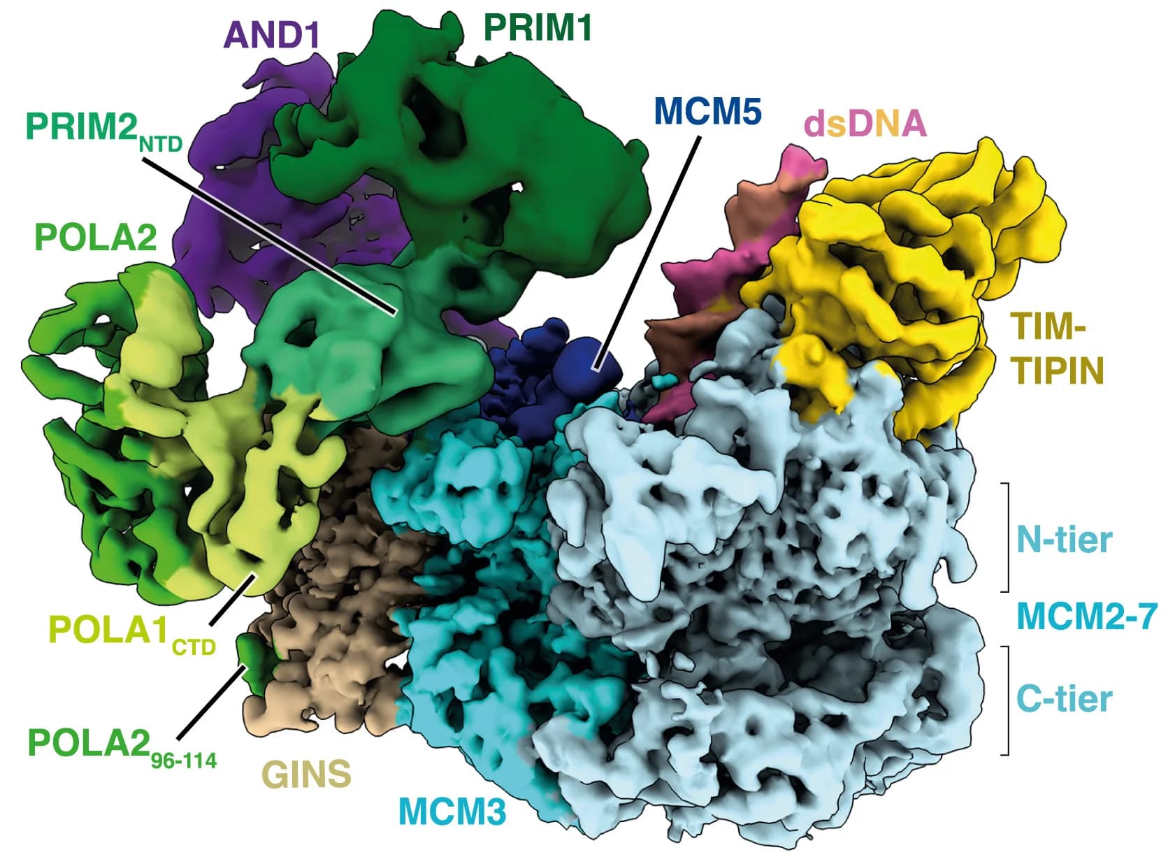 Open access visualization of Protein Structure, Cryo-EM, Replisome, Pol -primase, DNA