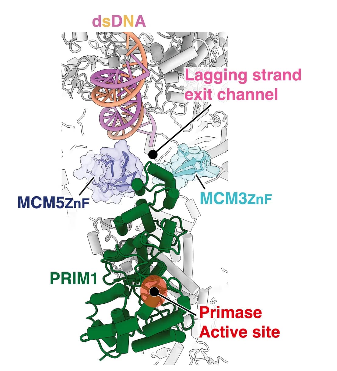 Open access visualization of Protein Structure, Chemical Structure, PRIM1, ssDNA, Lagging Strand