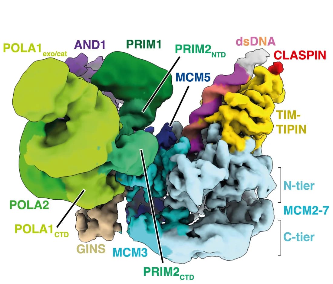 Open access visualization of Protein Structure, Cryo-EM, Replisome, DNA fork, Pol alpha-primase