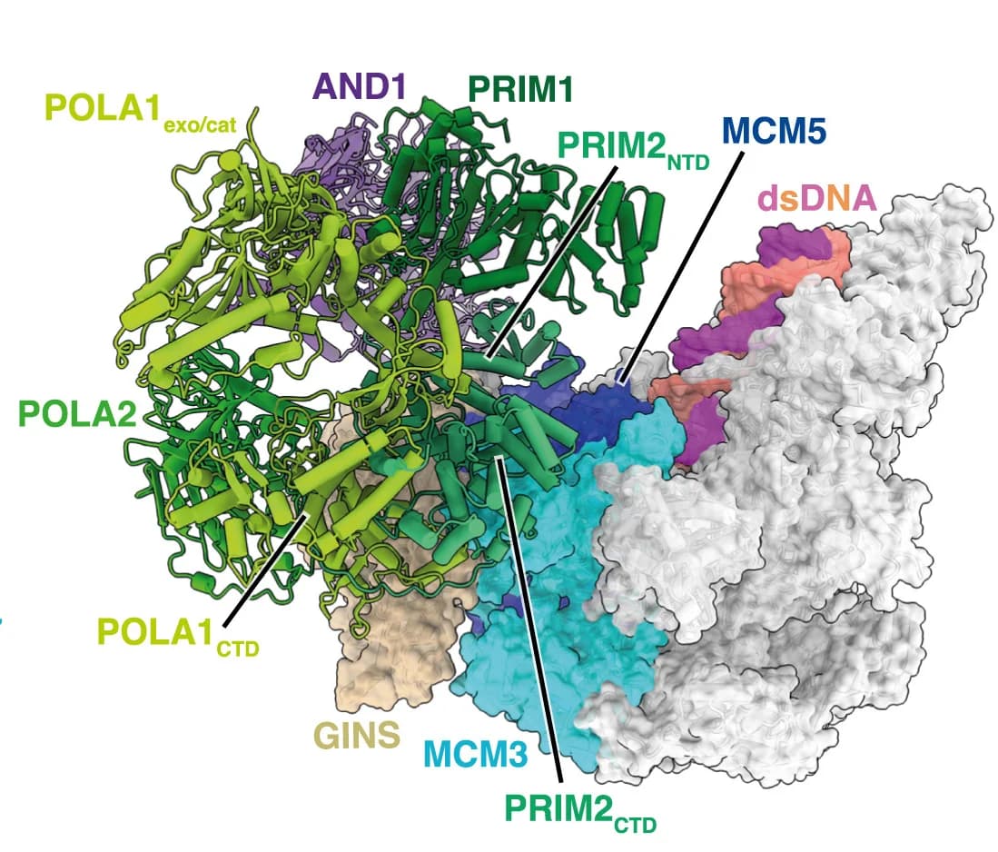 Open access visualization of Protein Structure, Atomic Model, Replisome, Pol alpha-primase, CMG