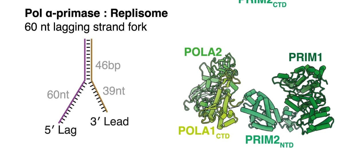 Open access visualization of Illustration, Protein Structure, Pol alpha-primase, Replisome, Forked DNA