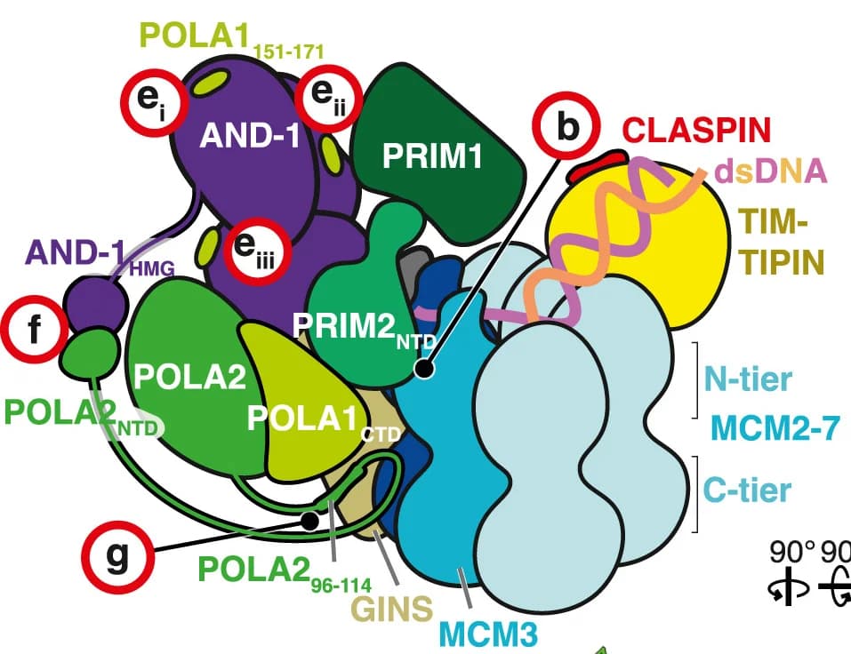 Open access visualization of Illustration, Replisome, Protein-protein interaction, Pol α-primase