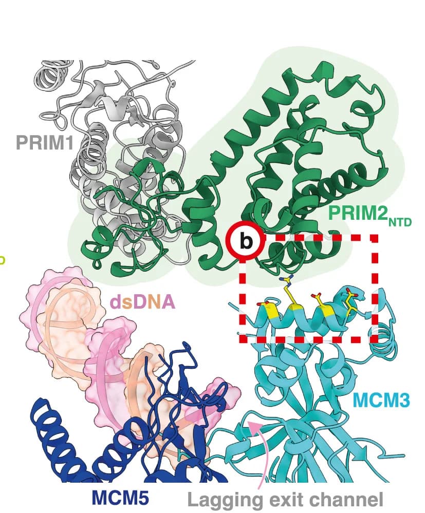 Open access visualization of Protein Structure, Chemical Structure, Atomic Model, PRIM2NTD, MCM3