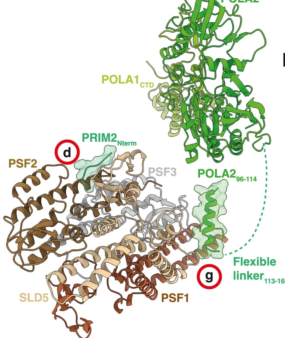 Open access visualization of Protein Structure, Atomic Model, PRIM2Nterm, PSF2, GINS
