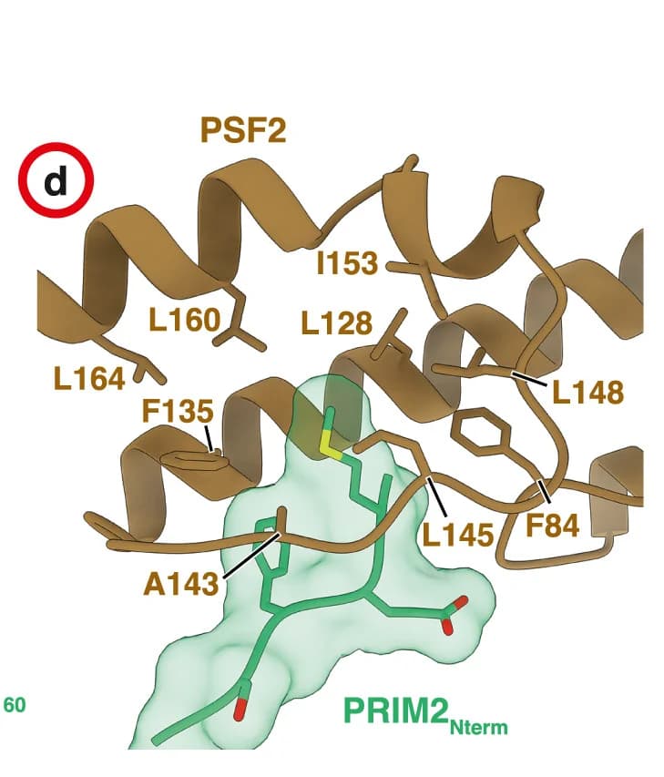 Open access visualization of Protein Structure, PRIM2Nterm, PSF2, Protein-Protein Interaction