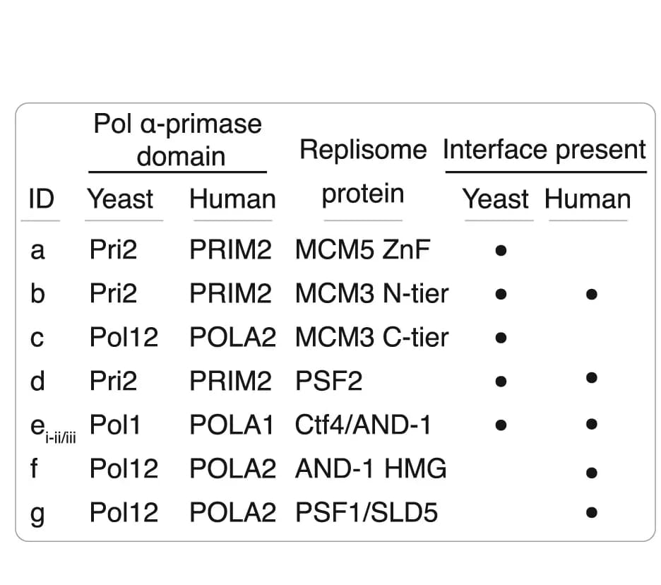 Open access visualization of Table Image, Protein-Protein Interaction, Pol α-primase, Replisome, Budding yeast
