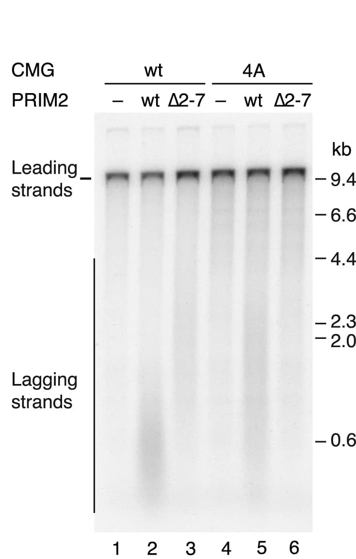 Open access visualization of Gel, Agarose gel, DNA replication, In Vitro