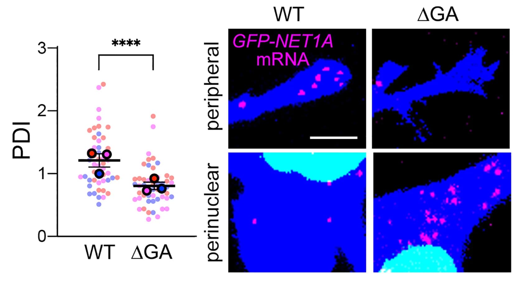 Open access visualization of Scatter Plot, Microscopy, FISH Images, PDI Values, GFP-NET1A mRNA