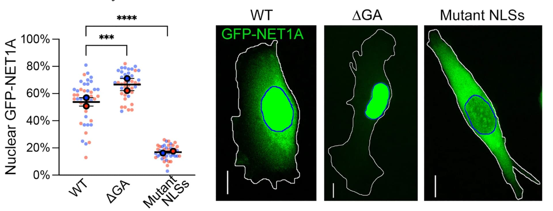 Open access visualization of Scatter Plot, Microscopy, GFP Fluorescence Imaging, Cell Lines, GFP-NET1A