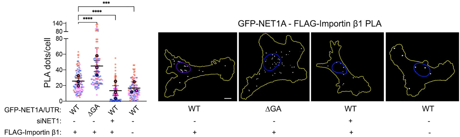 Open access visualization of Scatter Plot, Error Bars, Microscopy, In Situ Detection, GFP-NET1A