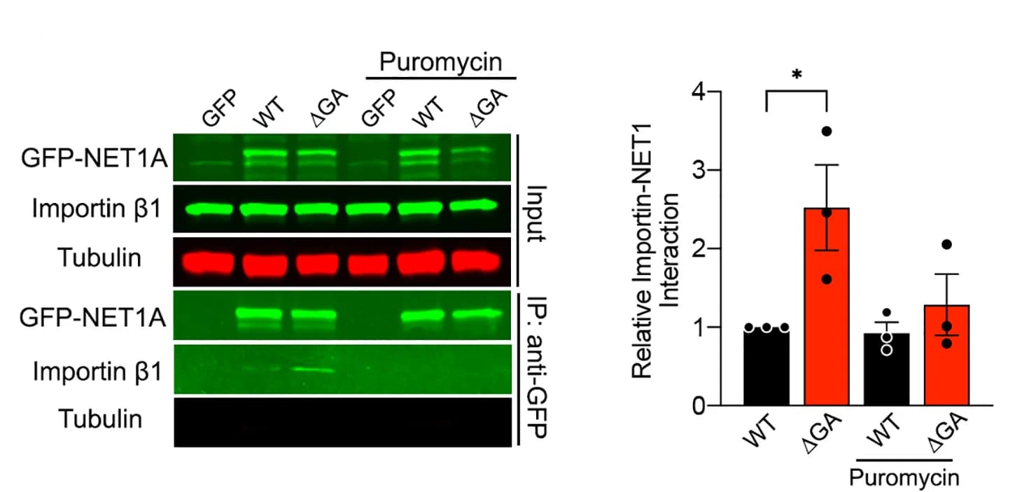 Open access visualization of Bar Plot, Error Bars, Gel, Co-immunoprecipitation, Importin 1