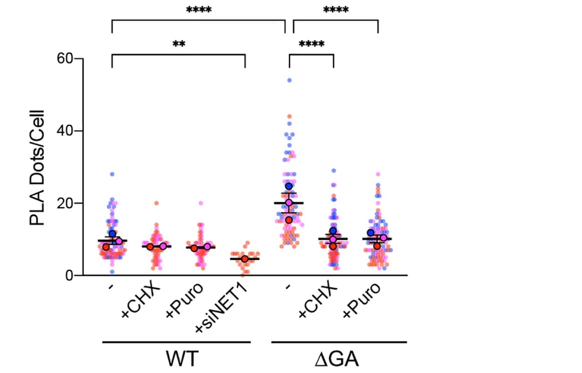 Open access visualization of Scatter Plot, Error Bars, In Situ Interaction, GFP-NET1A, FLAG-importin 1