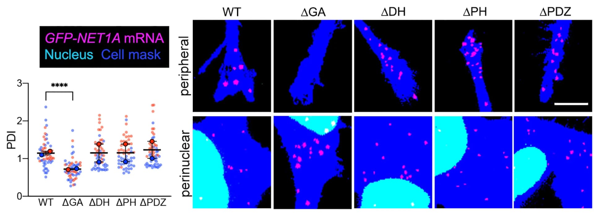 Open access visualization of Scatter Plot, Microscopy, Error Bars, Fluorescence In Situ Hybridization, PDI Values