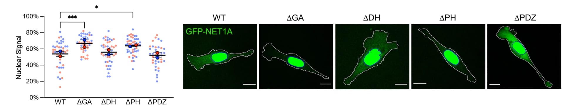 Open access visualization of Scatter Plot, Error Bars, Microscopy, Live Cell Imaging, GFP Fluorescence