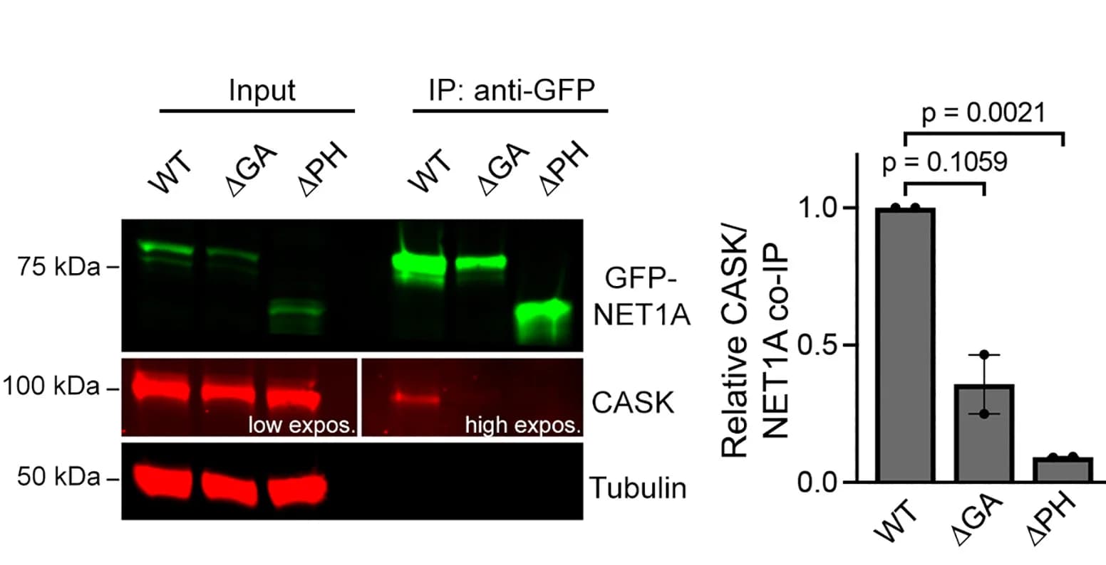 Open access visualization of Bar Plot, Error Bars, Gel, Photo, Western Blot