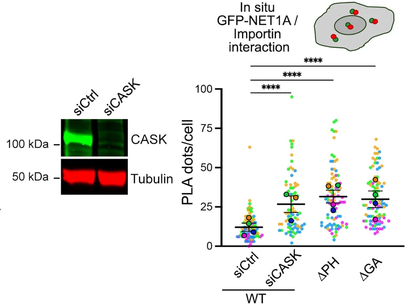 Open access visualization of Scatter Plot, Error Bars, Gel, Western Blot, CASK Knockdown