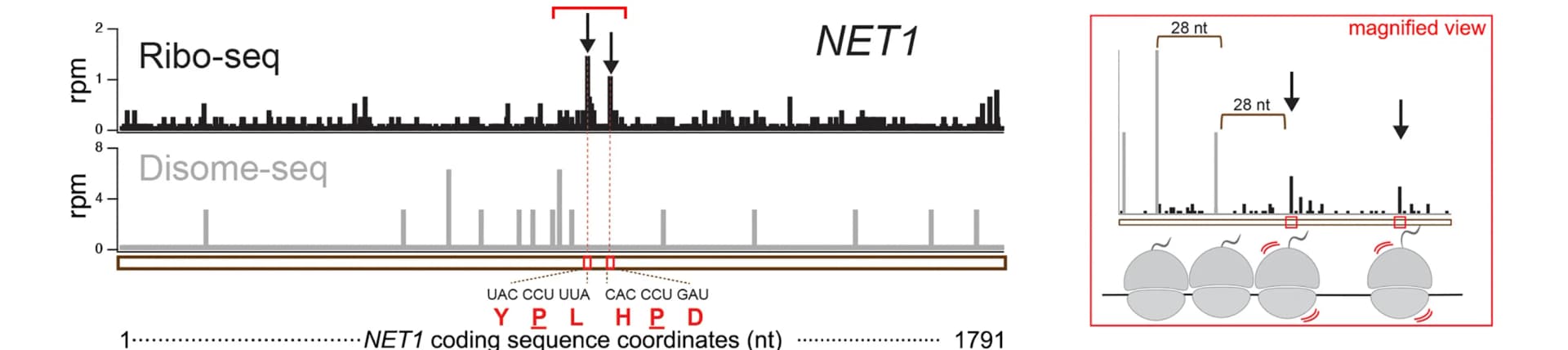 Open access visualization of Bar Plot, Histogram, Illustration, Ribo-seq, Disome-seq