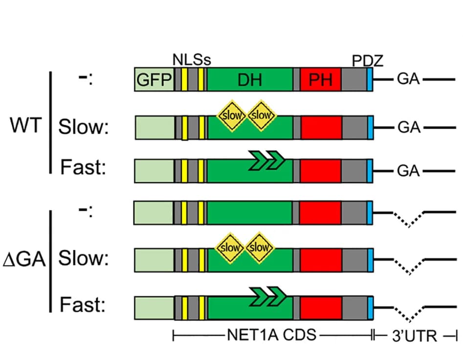 Open access visualization of Illustration, GFP-NET1A, MDA-MB-231 cell lines, Slow constructs, DH domain