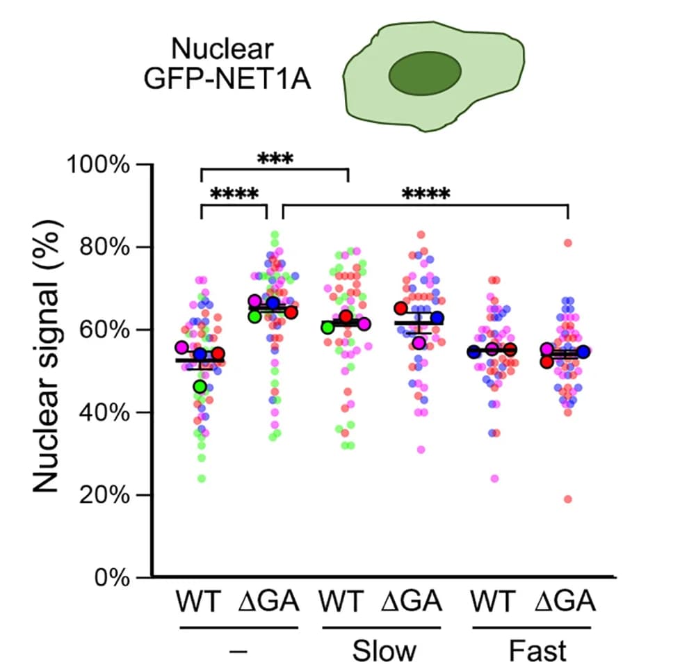 Open access visualization of Scatter Plot, Error Bars, GFP-NET1A signal, Nucleus, GFP fluorescence imaging