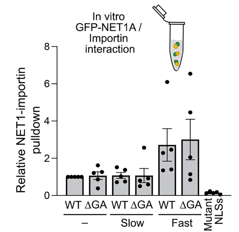 Open access visualization of Bar Plot, Error Bars, Pull-down efficiency, GFP-NET1A, Cell lysates