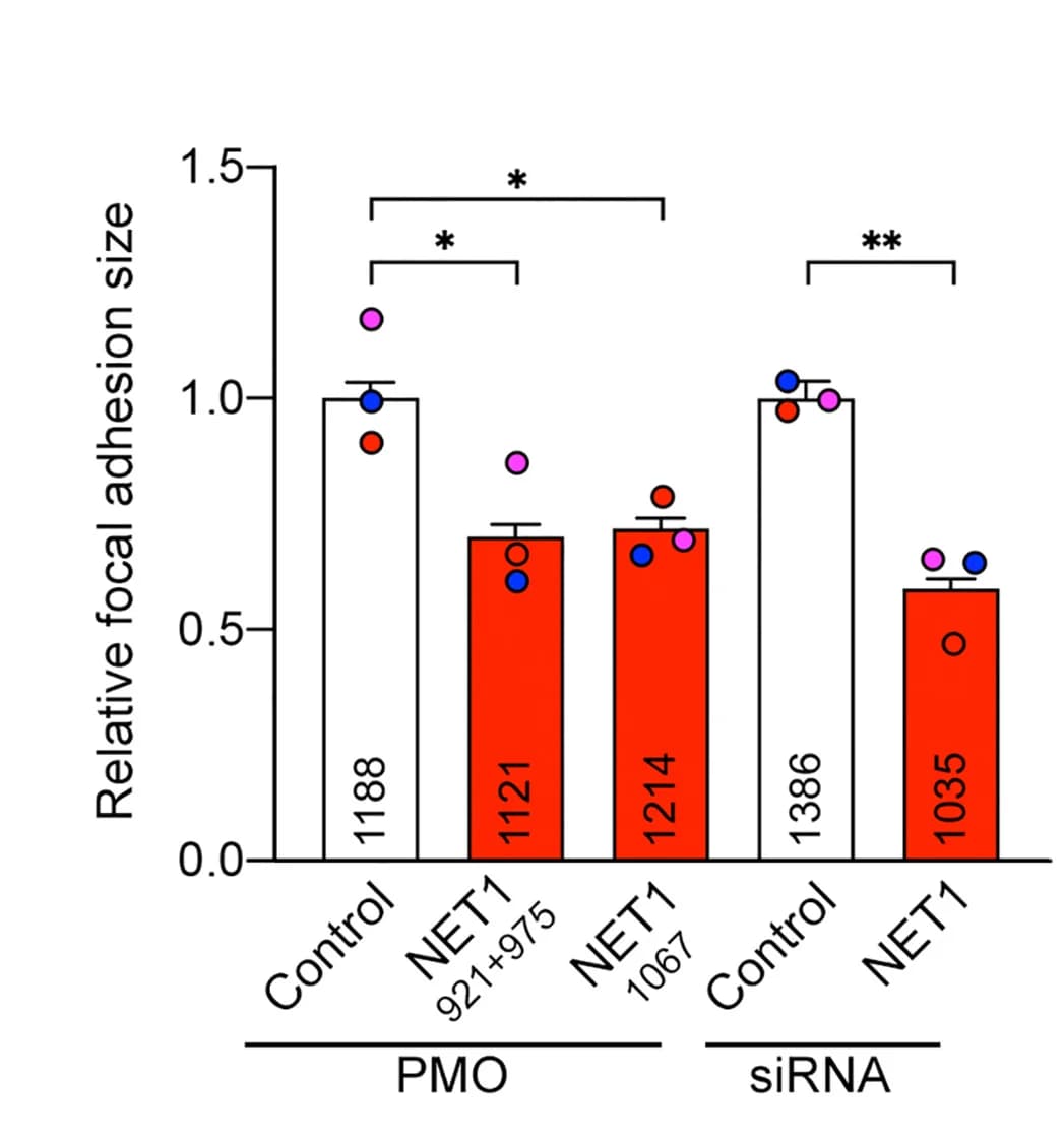 Open access visualization of Bar Plot, Error Bars, Scatter Plot, Focal Adhesion, Paxillin